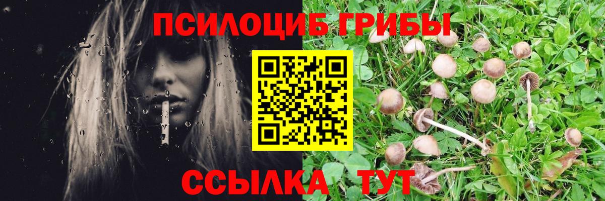 Псилоцибиновые грибы Magic Shrooms  Вход с VPN  купить наркотики цена  Галлюциногенные грибы GOLDEN TEACHER  Железногорск 